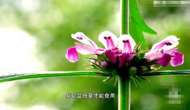 《风味原产地潮汕》益母草,一种可以日常食用的益母草