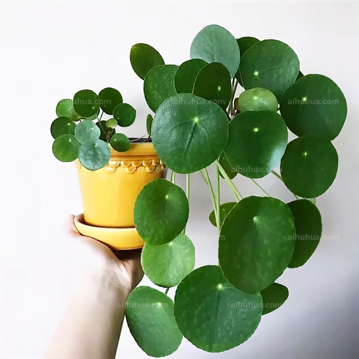 镜面草,一种耐阴又好养的室内植物