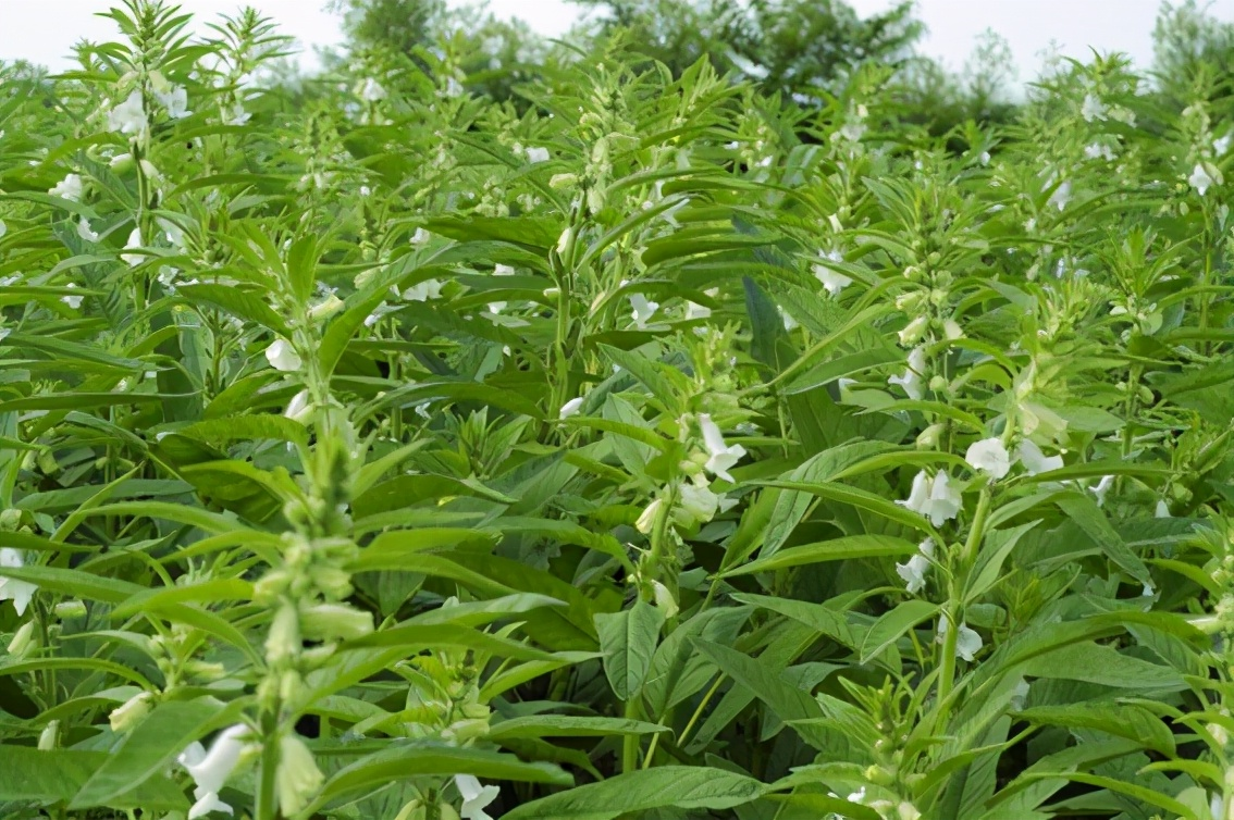 農村這種不起眼的芝麻葉,煮水作用厲害了,10元一斤有人收購