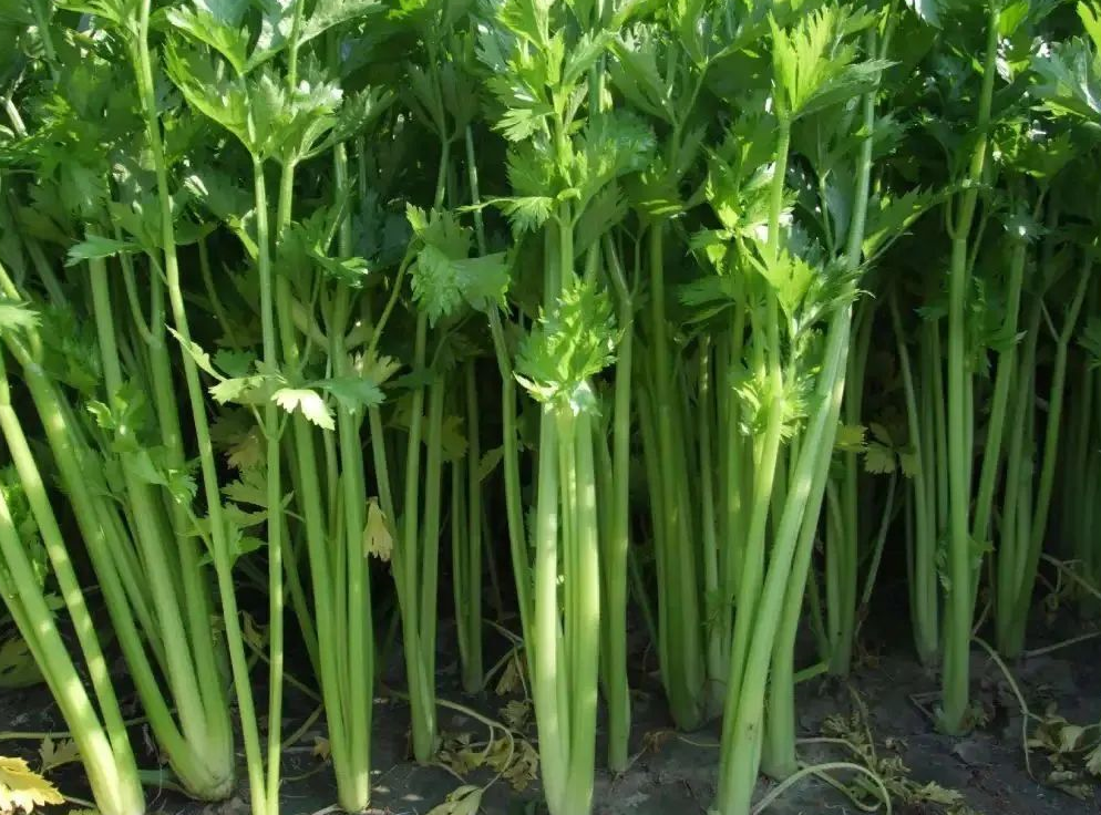 头晕目眩血压高,这菜是高血压的克星!10元买3斤!