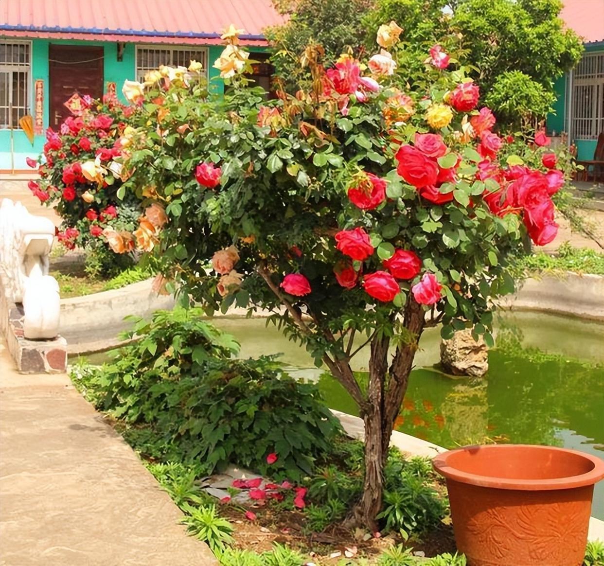 不论有没有院子,我都建议花迷们养树状月季,藏不住的高雅气质