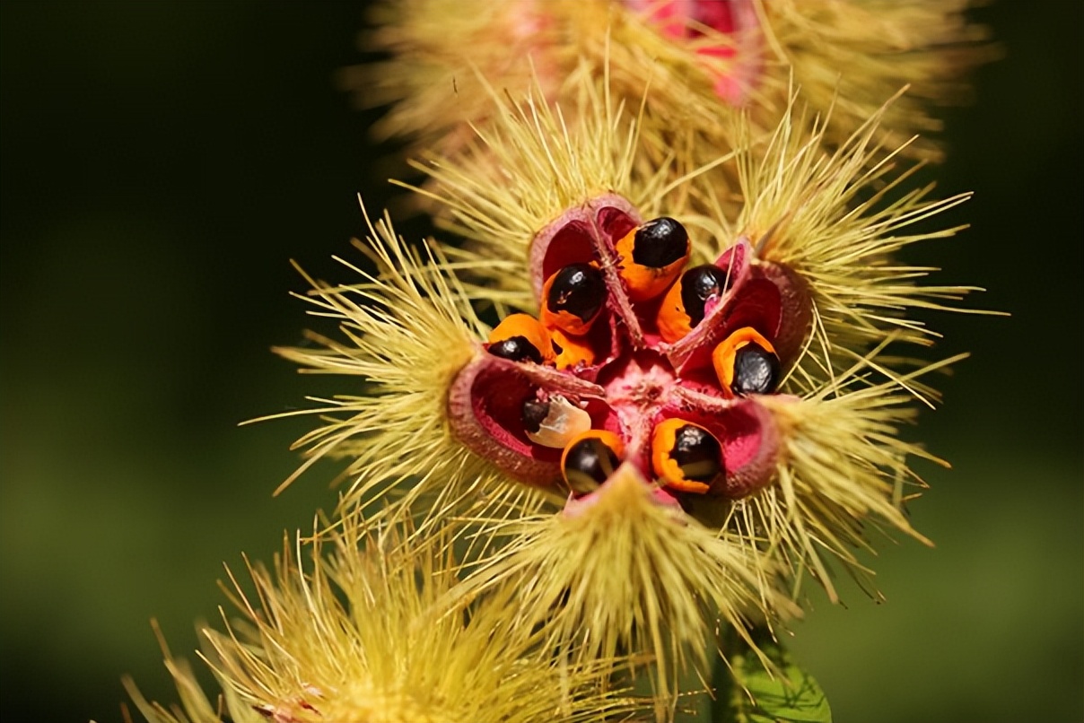 猴欢喜:猴子见了空欢喜,蚂蚁见了真欢喜