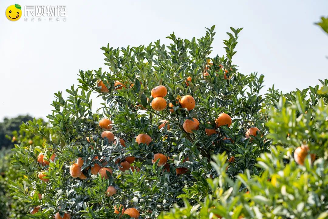 辰颐物语挂在树上的芬达:广西武鸣茂谷柑——踏春而来,重磅首发