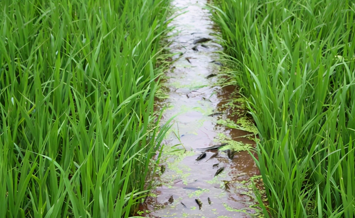 农村以前很流行的"稻田养鱼",为何如今不火了?主要有3个原因