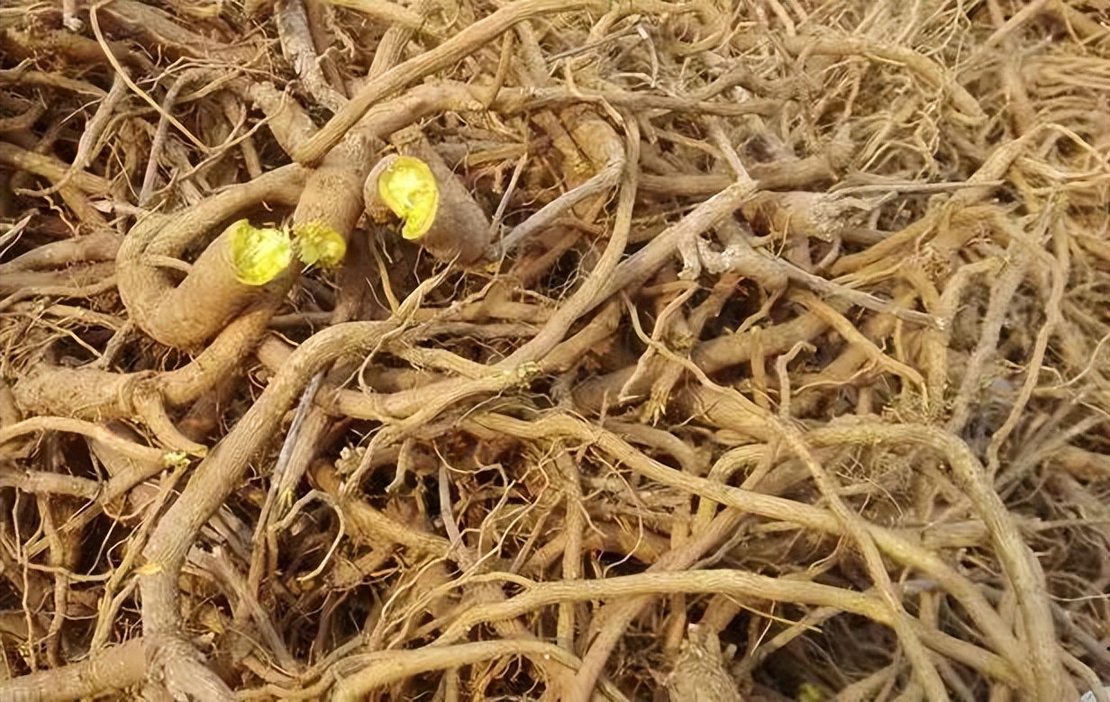 高鹏说药材:黄芩,丹参,生地,半夏,川芎等热点品种行情简析