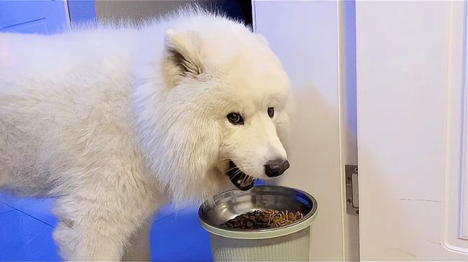 萨摩耶犬太胖怎么办?可以试试这几个方法