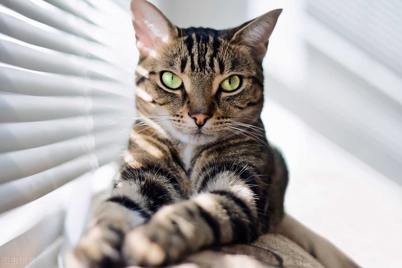 狸花猫除了性格野之外,还有什么优点吗?