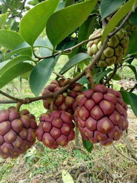 云南黑老虎,种上这种果树,抗寒耐旱,好吃又营养