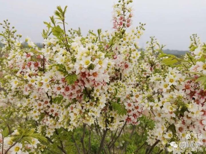 芳菲四月,共赏文冠