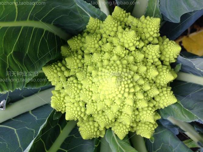 花菜 品种