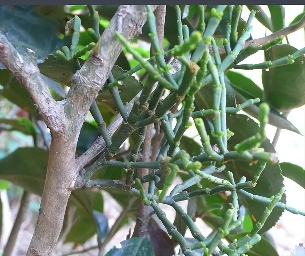 探秘树上的双叶奇观