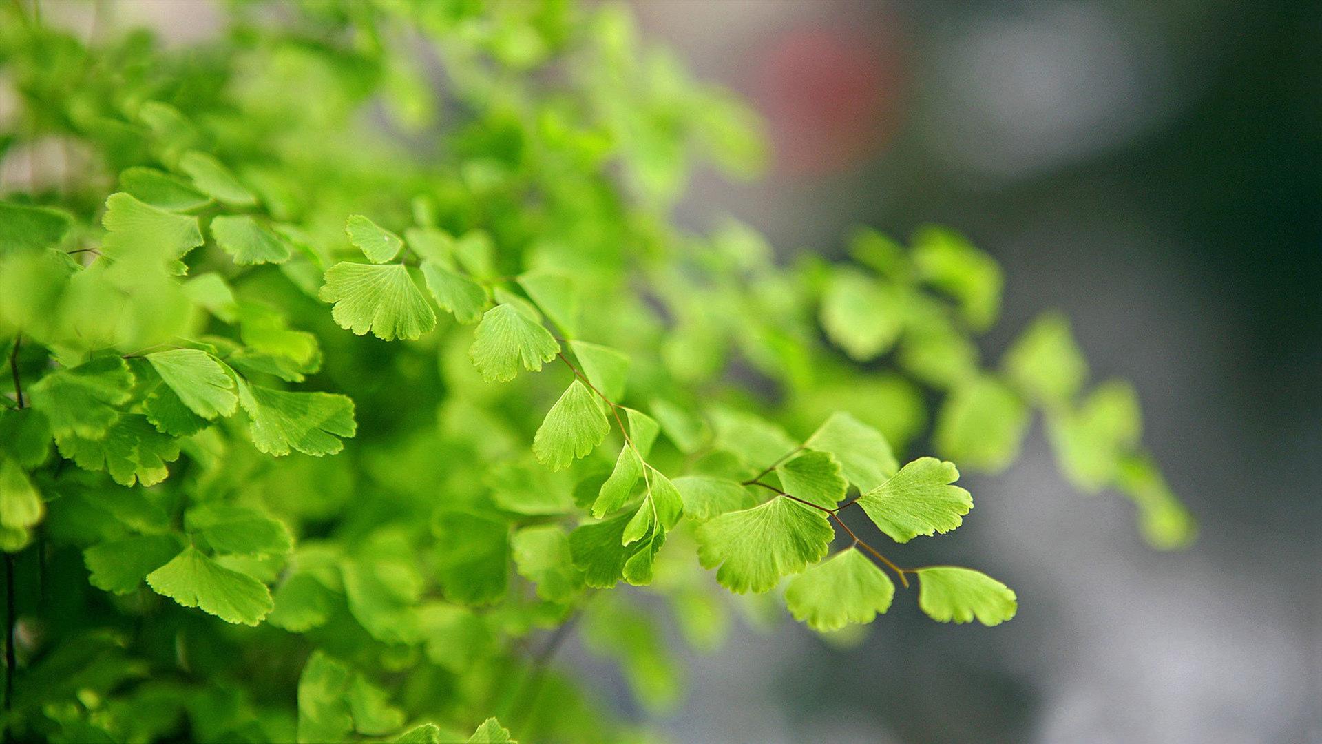 趣味测试,4种绿植你认为哪一种最顽强?测试下你最近有什么好事