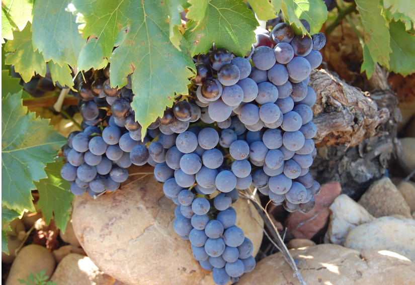 世界十大酿酒葡萄品种排名,红葡萄酒之王赤霞珠轻松登顶