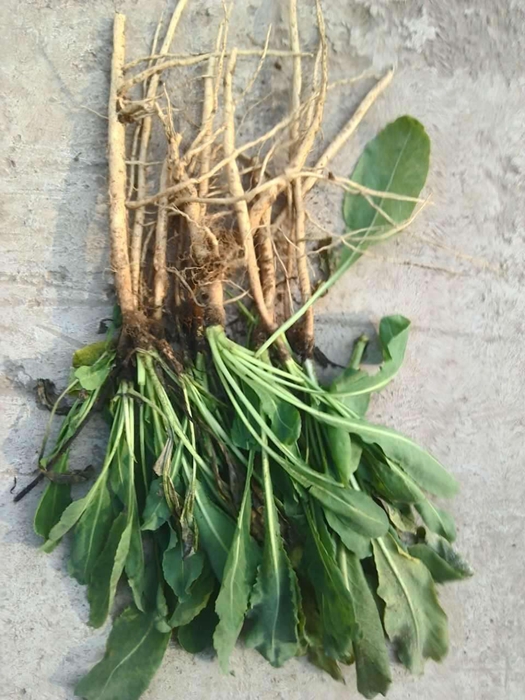 板蓝根种植时间和方法