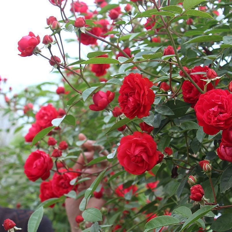 红木香花爬藤图片欣赏图片