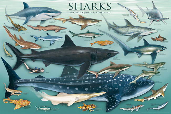 鲨鱼所有种类图片