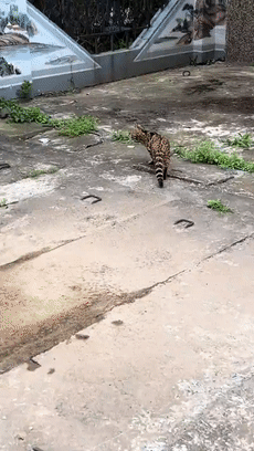 "好心救了只流浪猫,结果差点儿把牢底坐穿……"