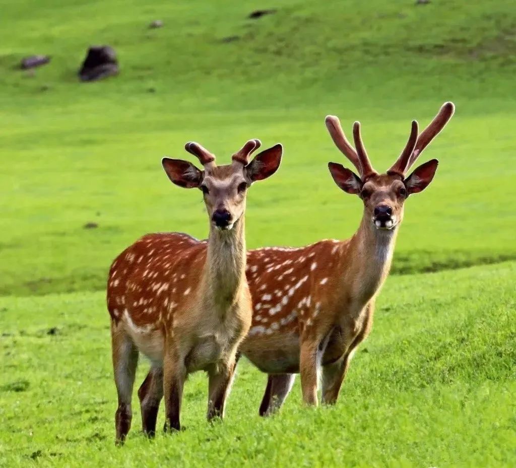 它是中国最大的森林城市夏季均温20风景美到舍不得私藏