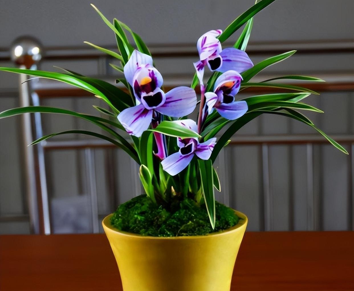 建兰色花第一名品"紫月荷",兰香扑鼻,养兰首选