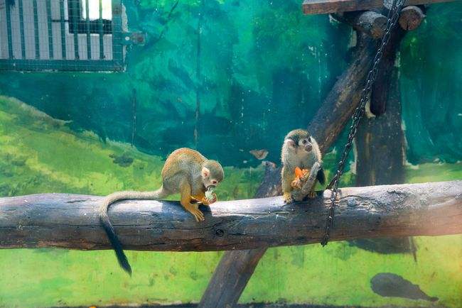 济宁动物园搬哪去了,什么时候建好 官方回应