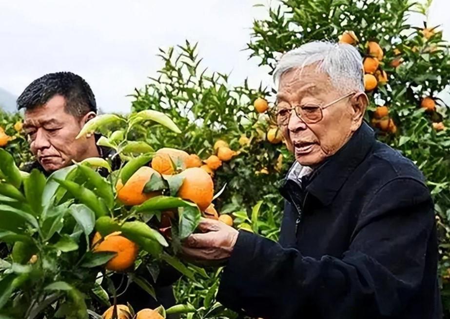 褚时健女儿监狱轻生74岁创业挣上亿家产晚年砍37万棵果树