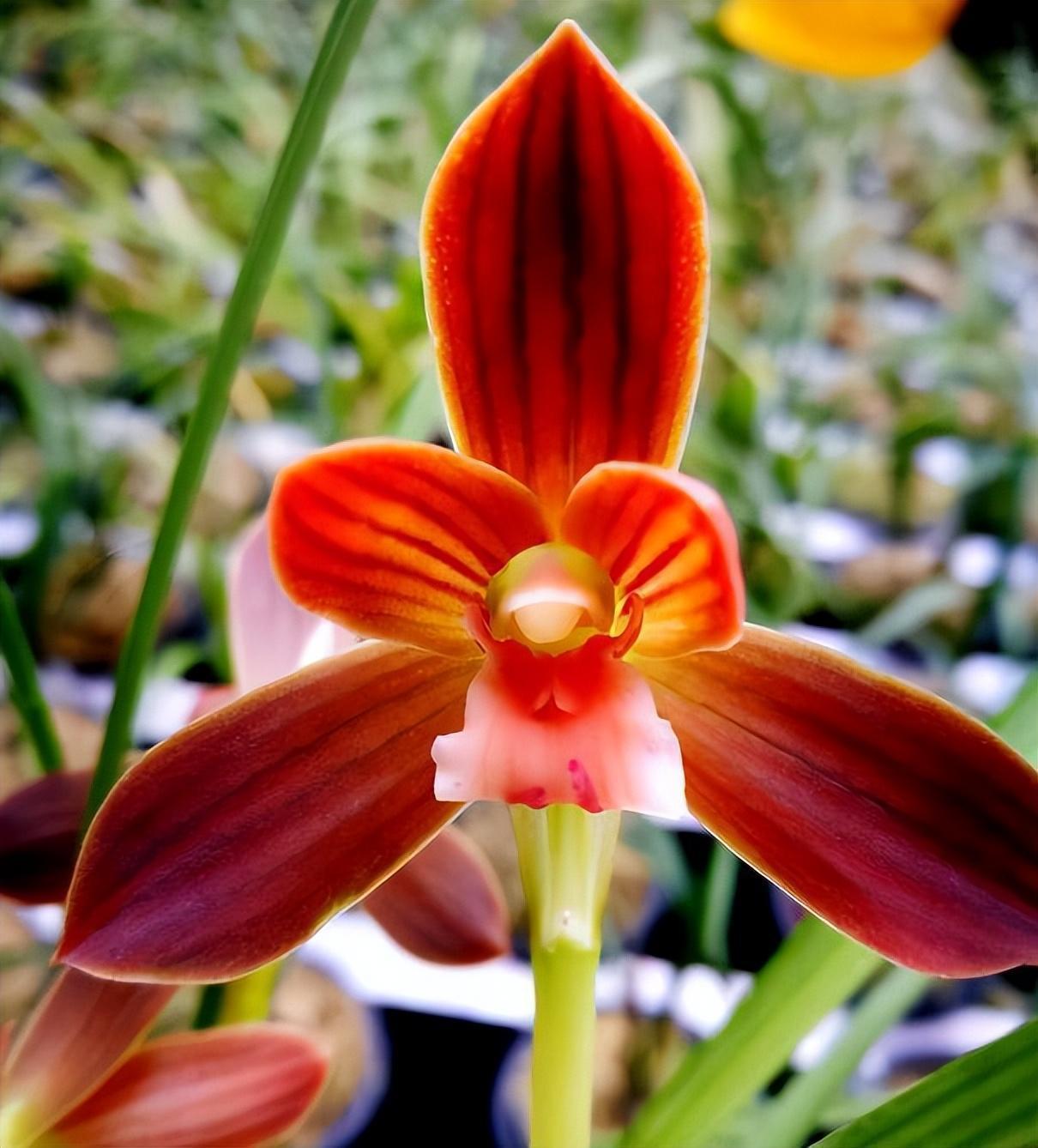 豆瓣兰系列之一:红河红兰花,现在入手,学会种植技巧,花开不断