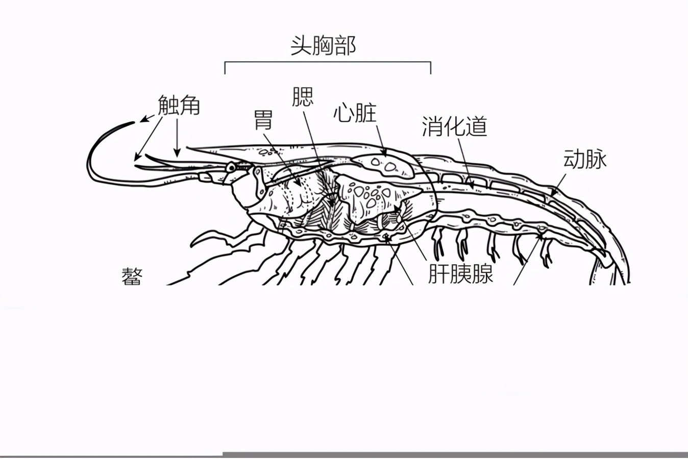 五亿年前的超长大"虾仁",有被诱惑到
