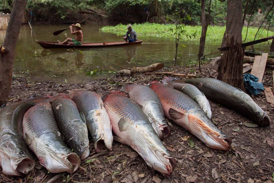 亚马逊河的霸主大吃食人鱼却因一个致命缺点被人吃到濒危灭绝