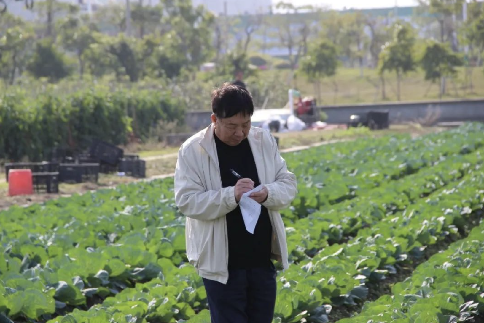 80岁院士方智远,55年研究一颗圆白菜(潜心科研 砥砺创新)