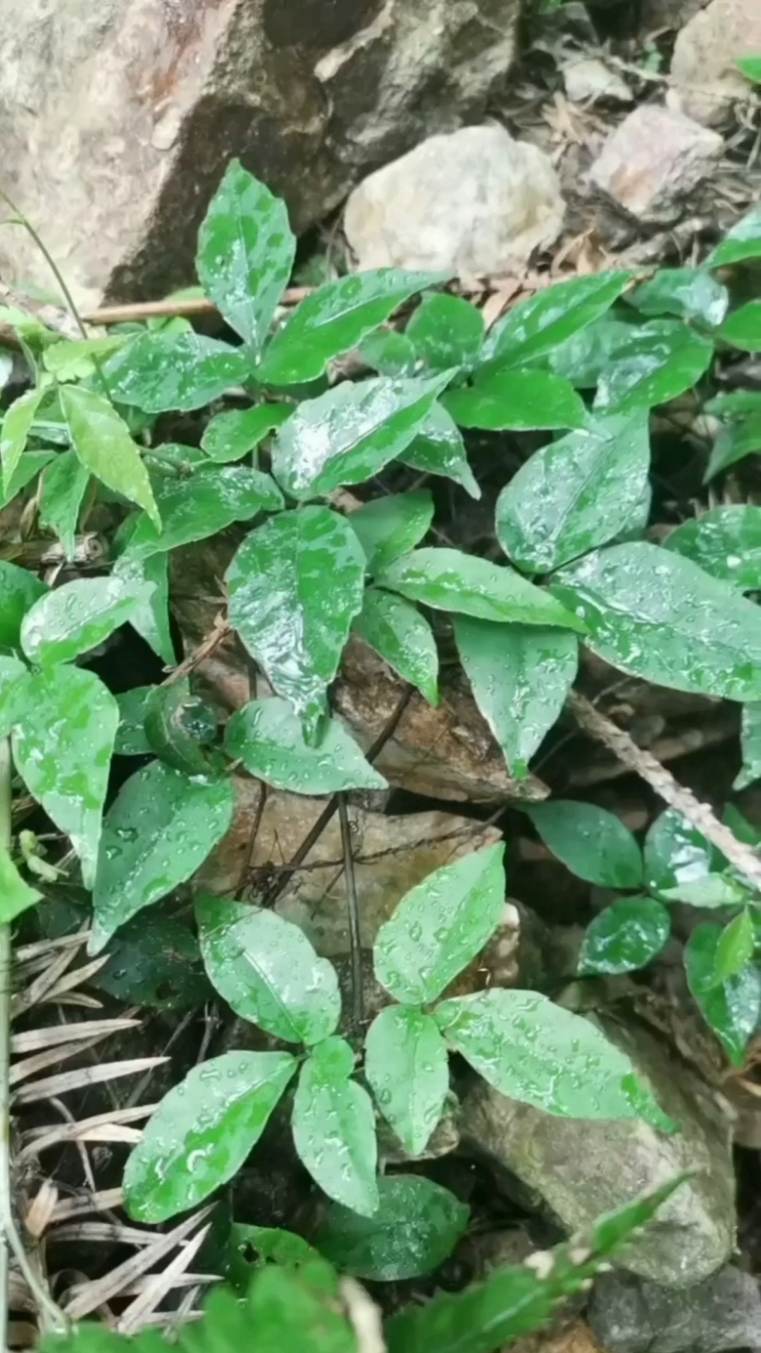 第27集:带大家认识一下浙江小叶三叶青.-度小视