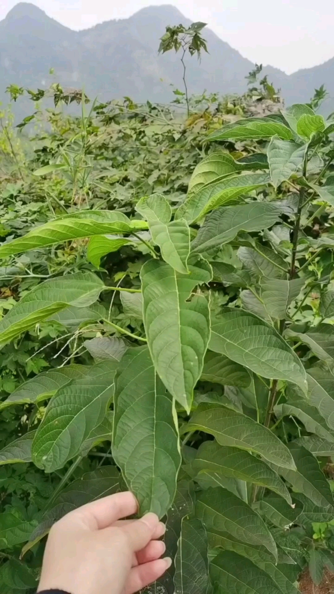 第37集:大青叶,也叫臭大青