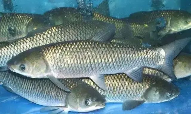 瘦身鱼质优味美,卖价高,养殖风险也高,如何无风险养出瘦身鱼?