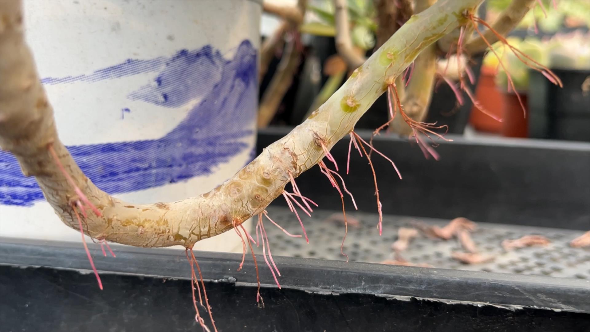 气生根植物有哪些图片