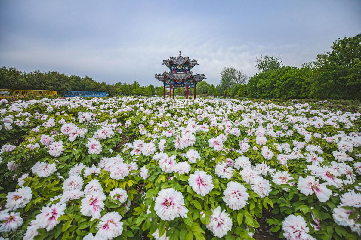 菏泽牡丹园凉皮事件又要反转?面对网络情绪,普通人该如何面对