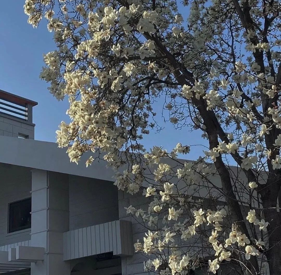 ins鲜花背景图封面