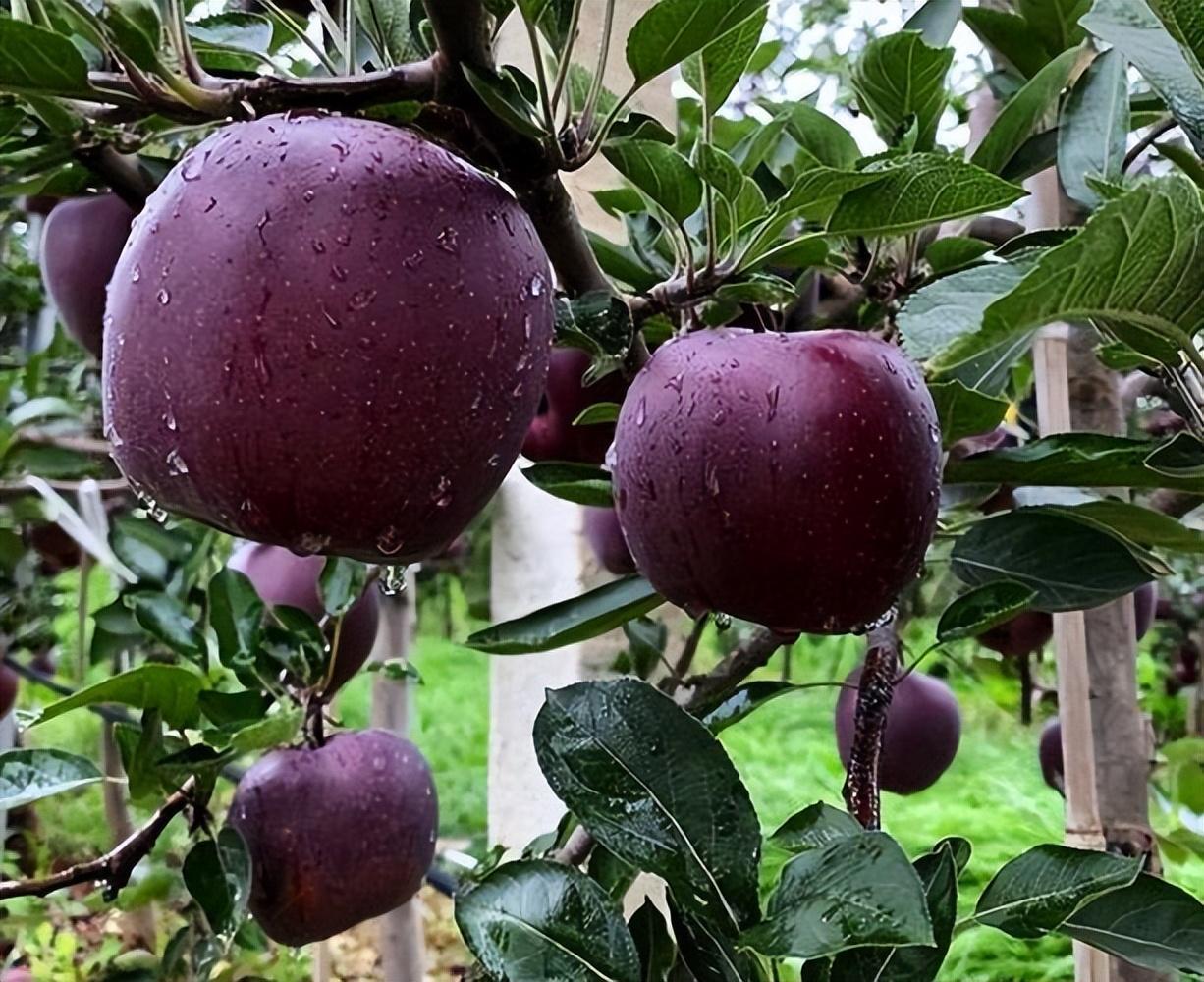 "黑钻苹果"适应性比较强,既抗旱又耐寒,南北方都可种植