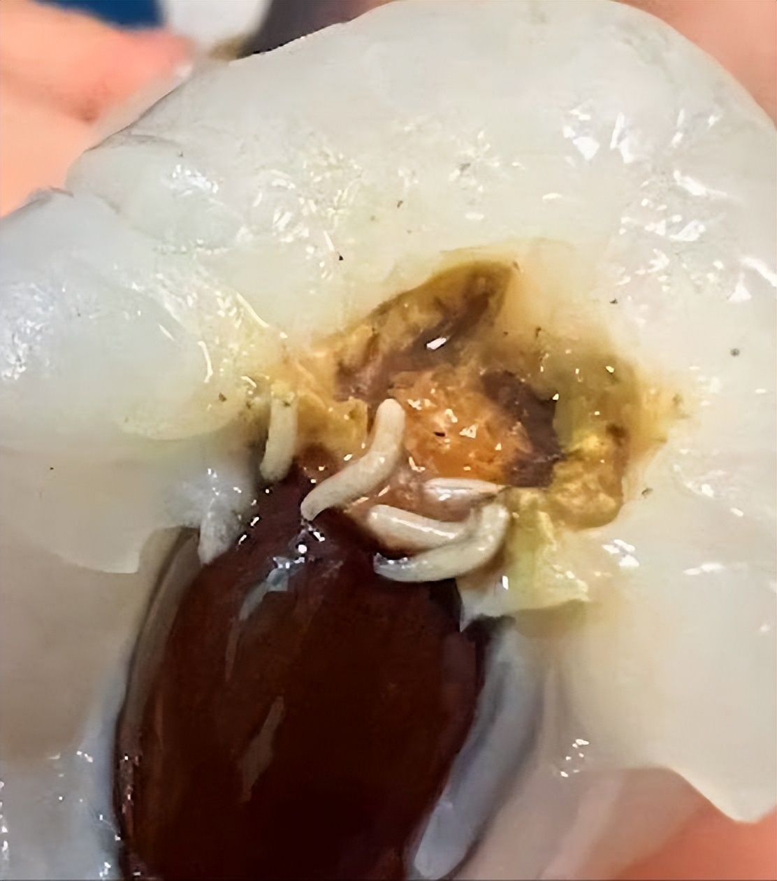 胖东来荔枝打开全是虫子 果虫到底是什么?吃了会中毒吗?
