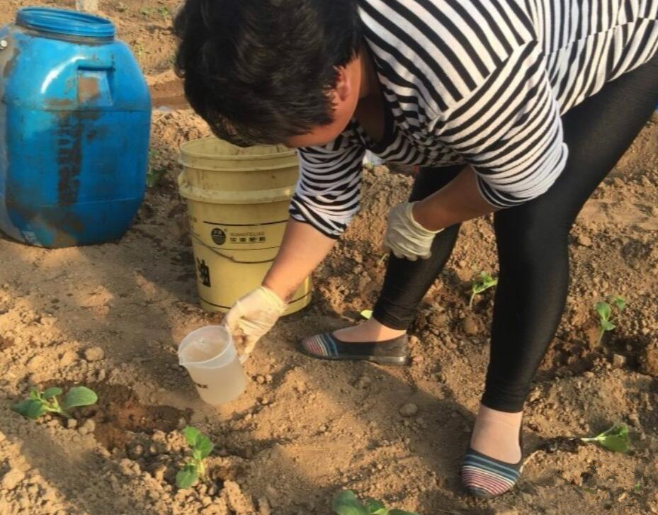 灌根法(线虫主要分别根脖位置)