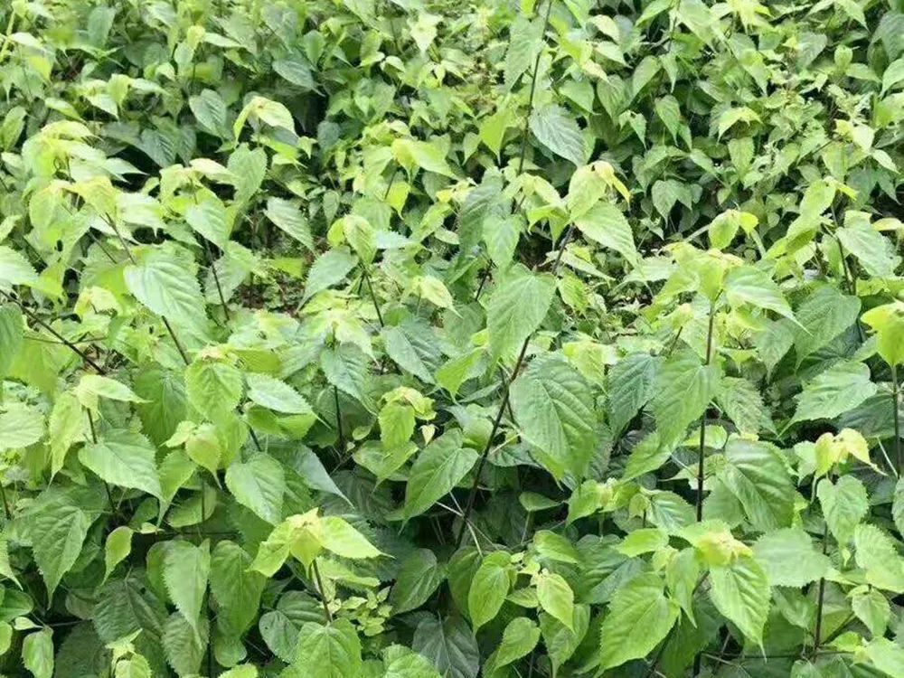 盘点中国大山里的8种野味,价格堪比豪车,你都吃过吗?