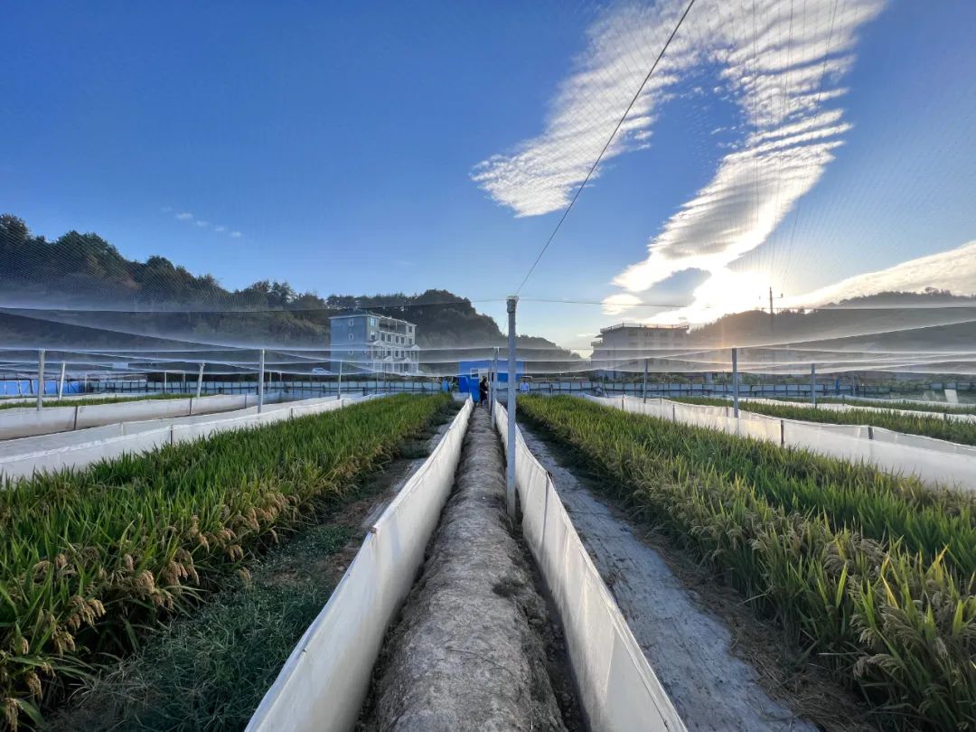 上饶市广丰区桐畈镇:着力提升基层治理效能