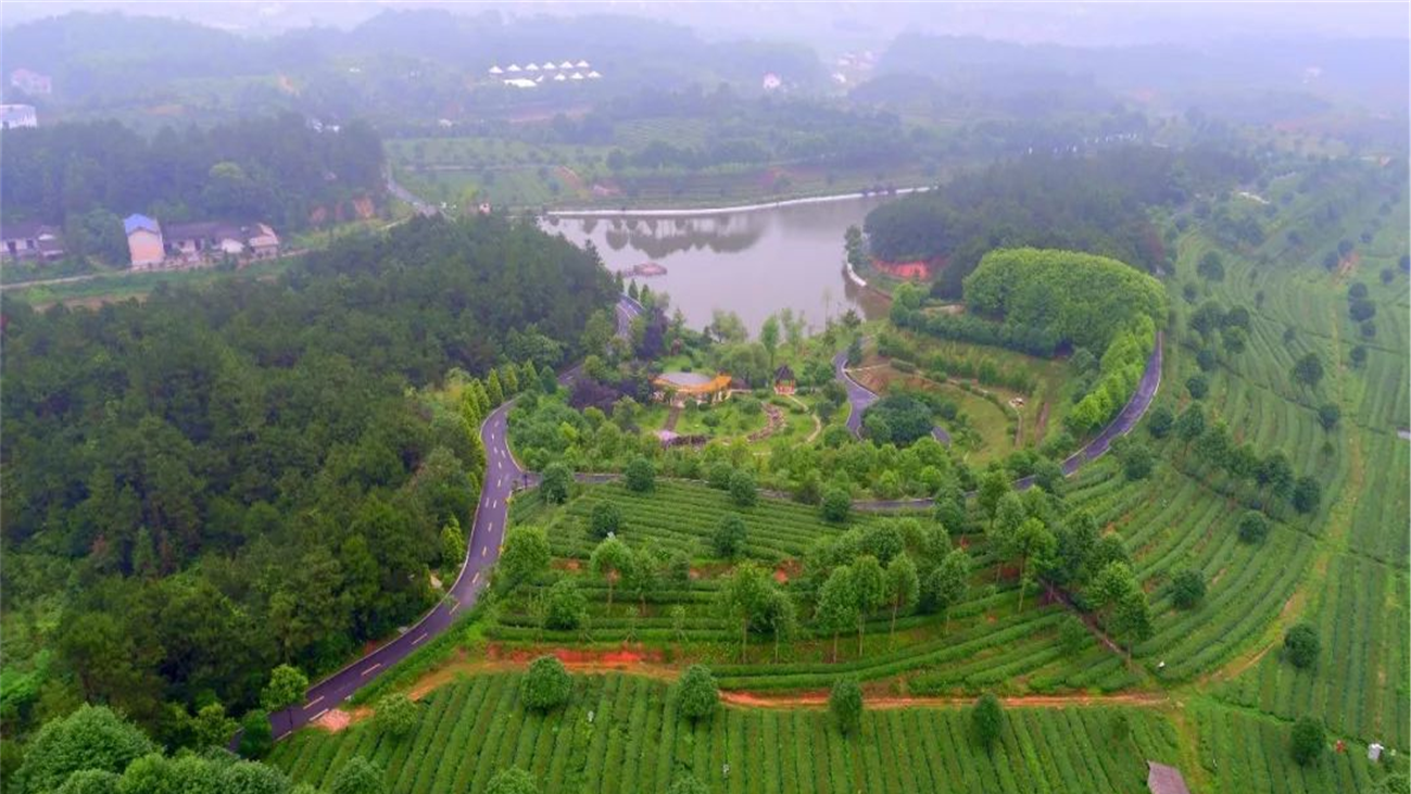 福建省晋江市金井镇湘丰村——湘丰绿茶-产业融合