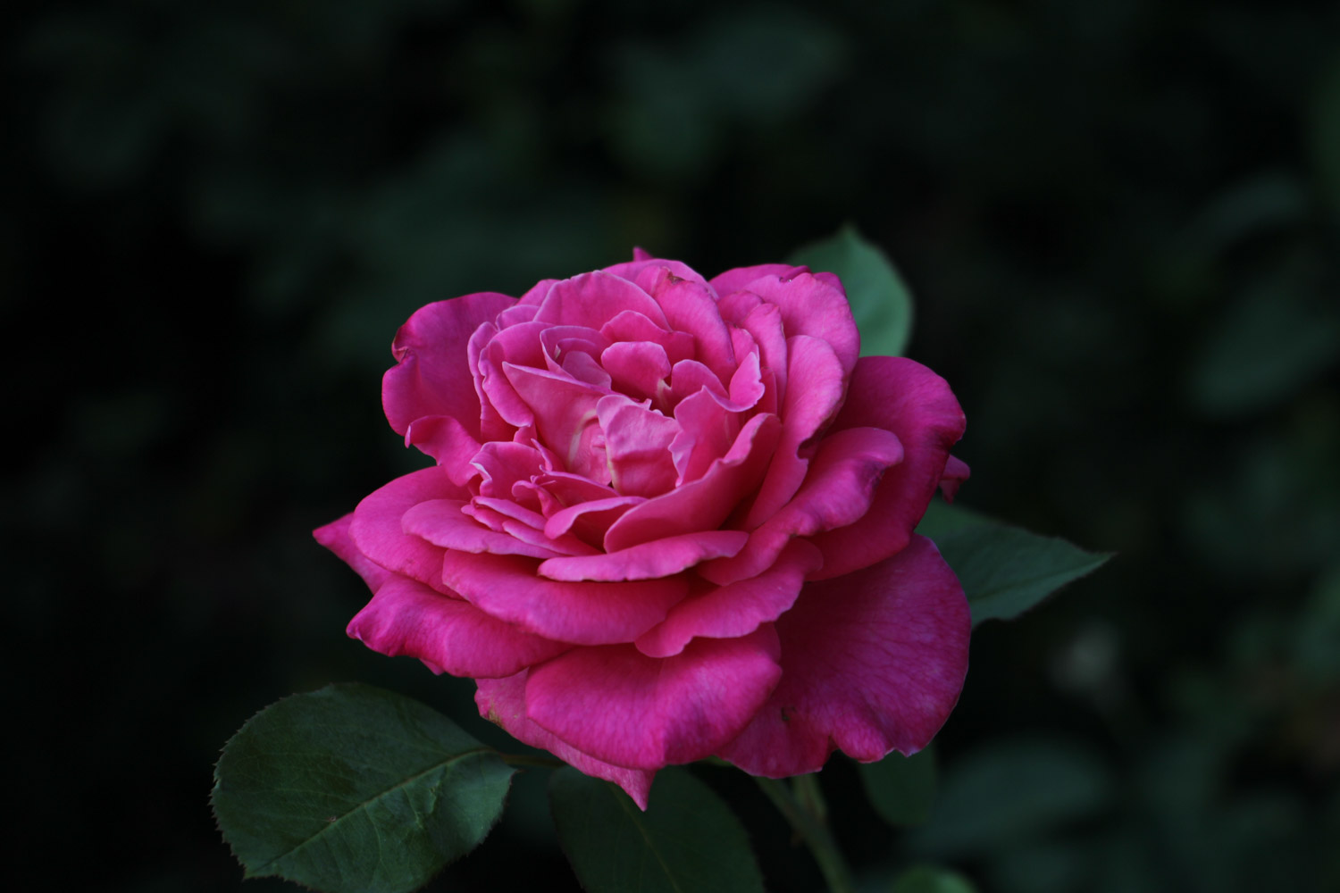 香水月季有哪些品种