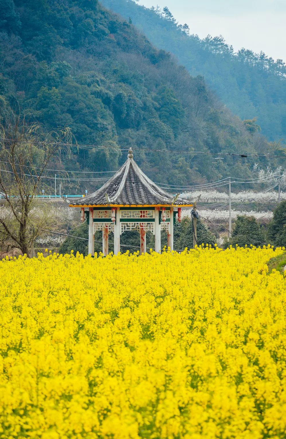 超美乌当下坝的樱桃花已上线就等你了