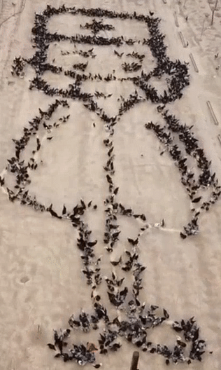 |不一样的“爱拼”模式，养鸡小哥被央视“盯”上了