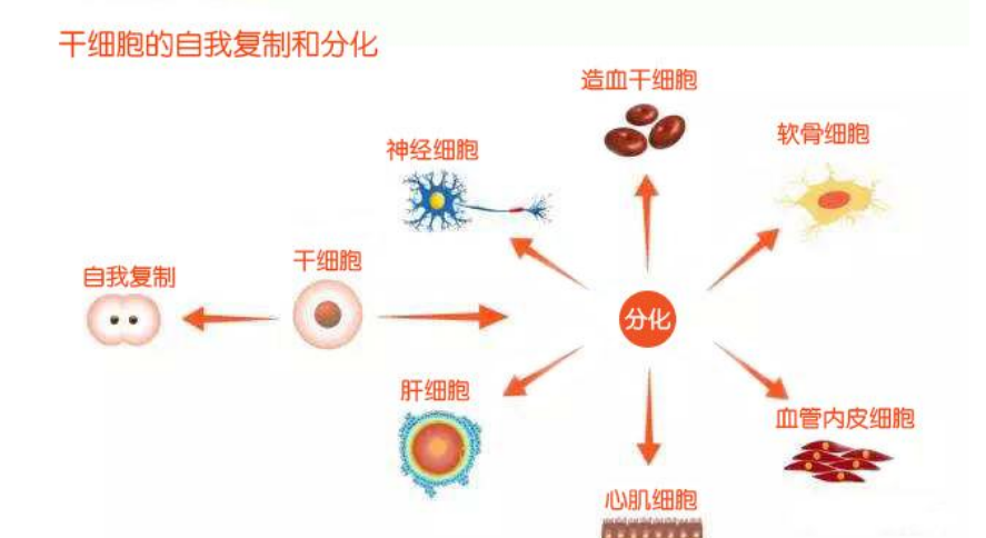 脐带血干细胞面部美容图片