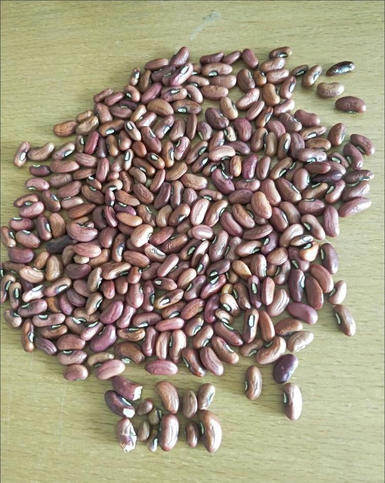 四季豆播种催芽有技巧种子优良反复浸泡温度适宜是关键