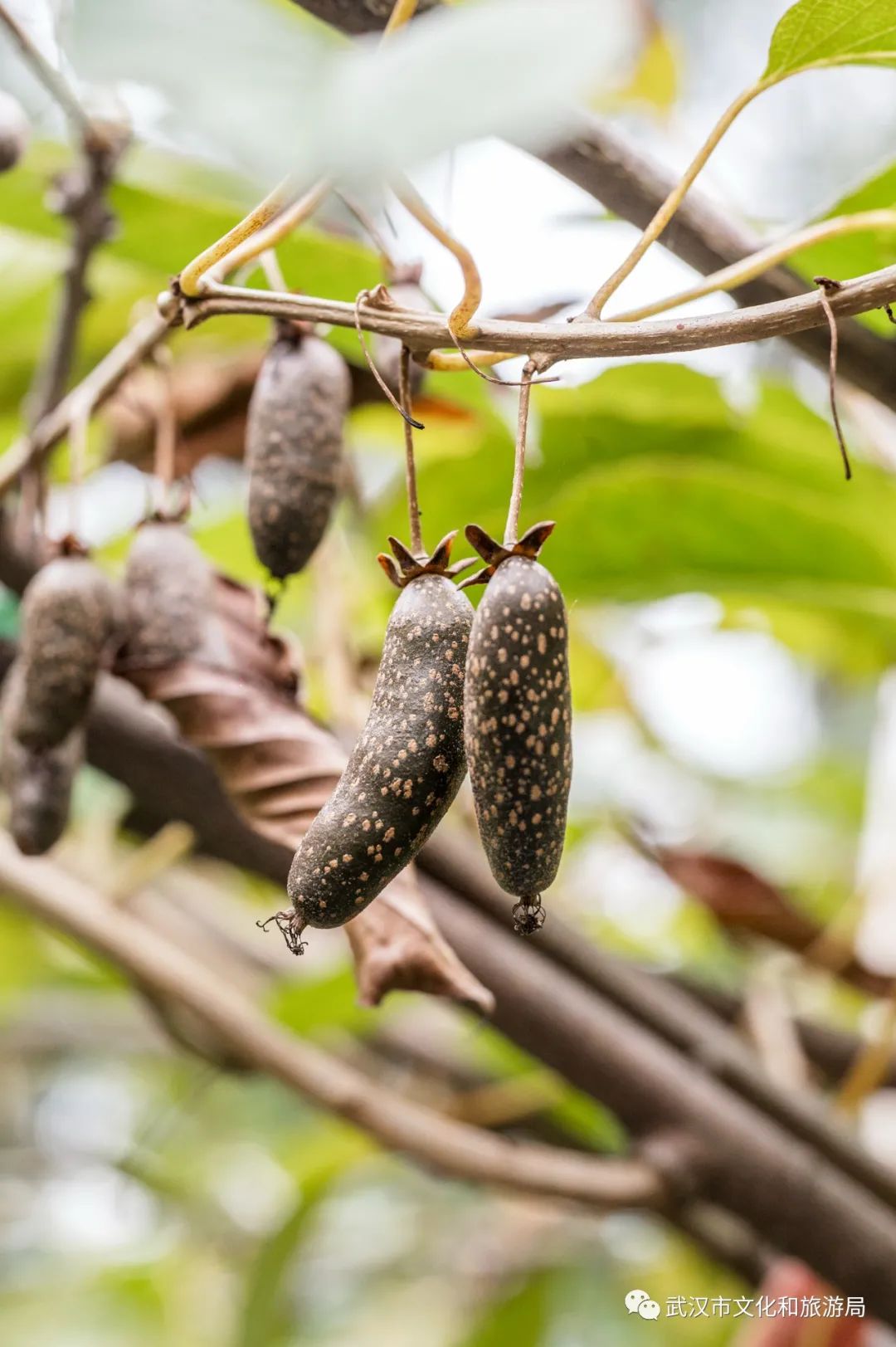比如园里有一种叫作"阔叶"的猕猴桃,吃起来极酸,但维生素c含量超高