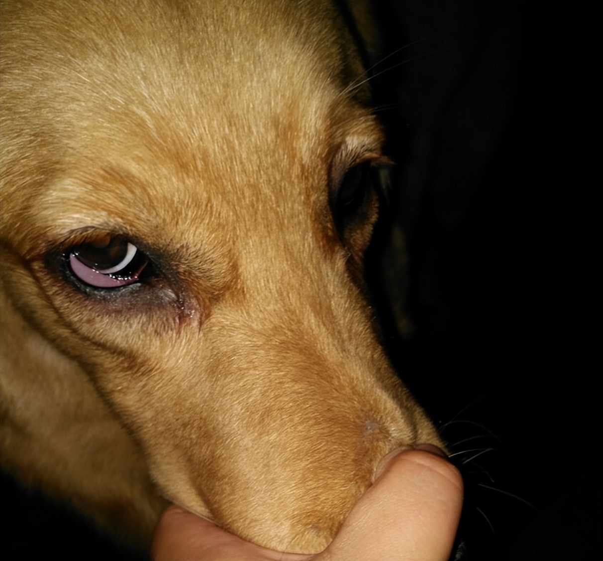 泰迪犬泪痕怎么洗?伊珊娜洗眼液爱宠专用