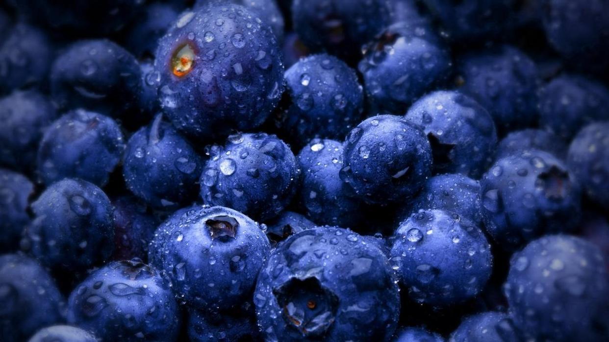 营养价值很高的蓝莓,在庭院和阳台养,都能枝头挂满蓝色小果子