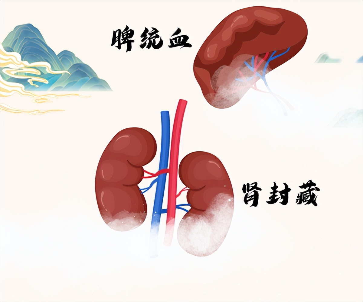 补肾不补脾,疾病找到你!脾肾同补的中成药大全,建议收藏